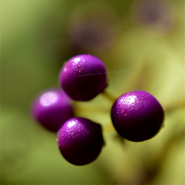 ムラサキシキブの実