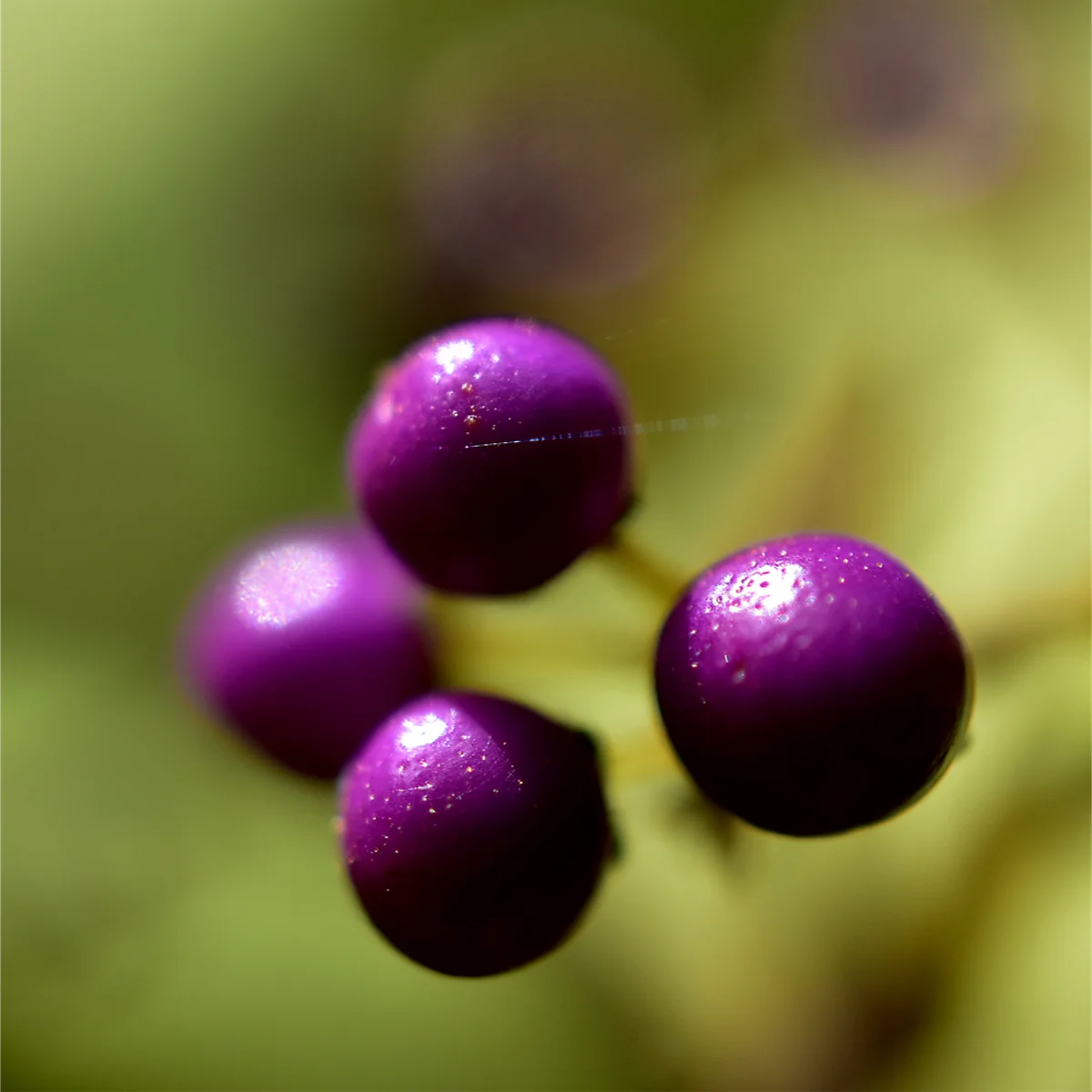 ムラサキシキブの実
