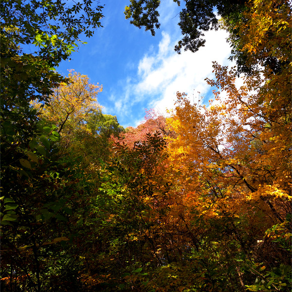 色づきが進んだ森