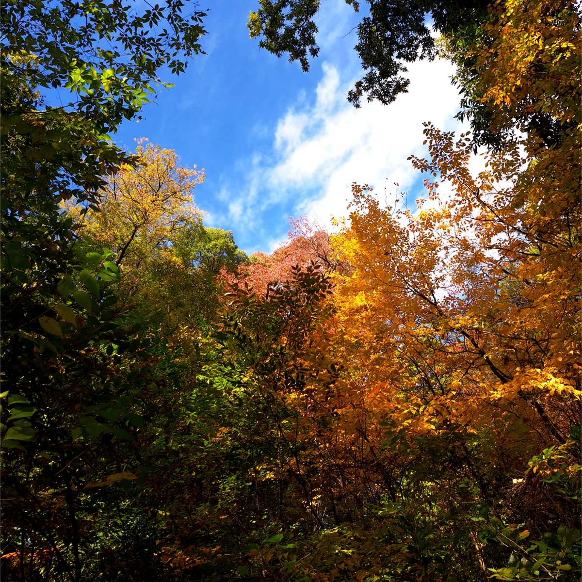 色づきが進んだ森