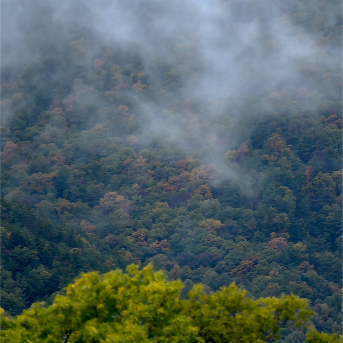 雲を纏う里山の山肌