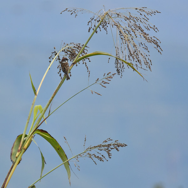 草の穂に止まるスズメ