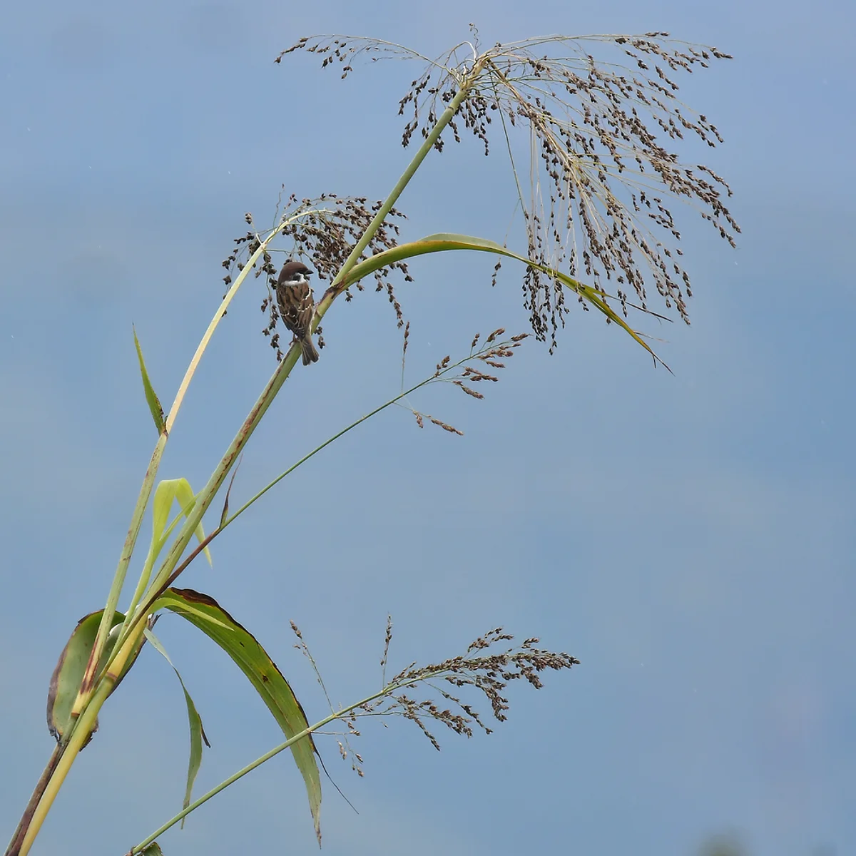 草の穂に止まるスズメ