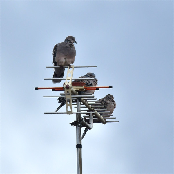 テレビアンテナに止まる3羽のキジバト