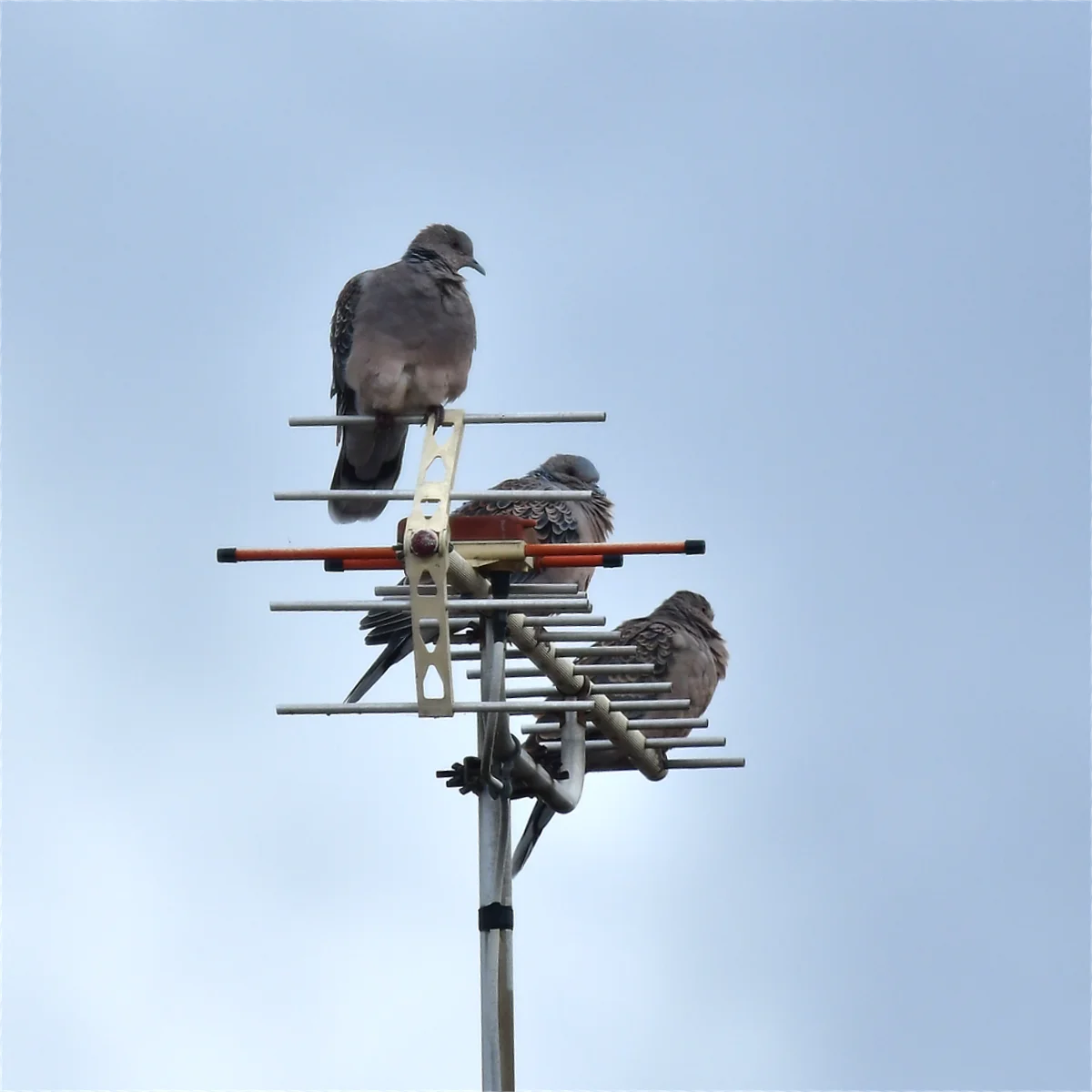 テレビアンテナに止まる3羽のキジバト