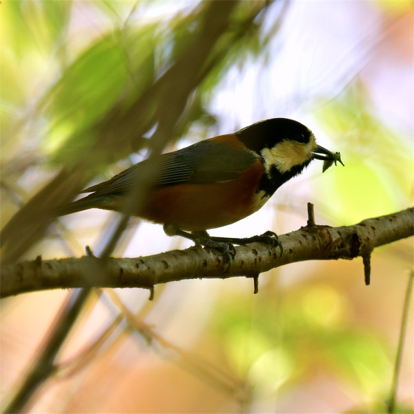 幼虫をくわえるヤマガラ