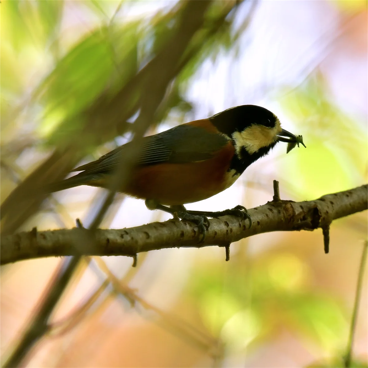 幼虫をくわえるヤマガラ