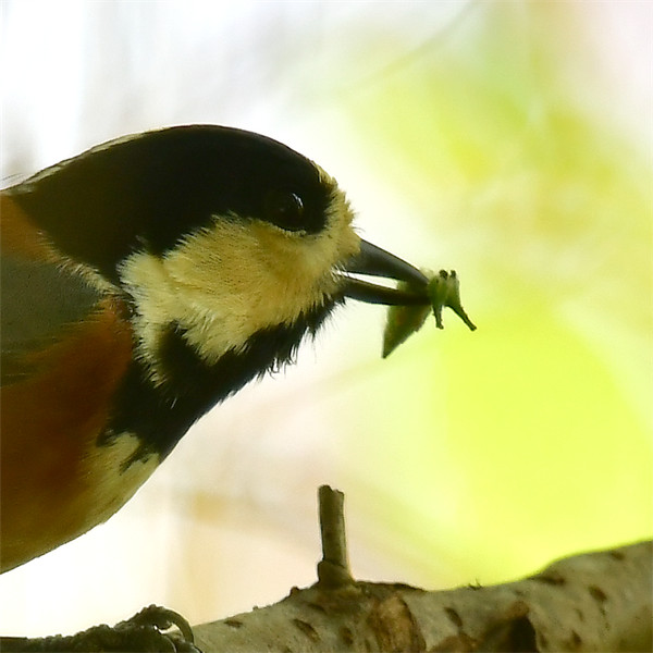 幼虫をくわえるヤマガラ