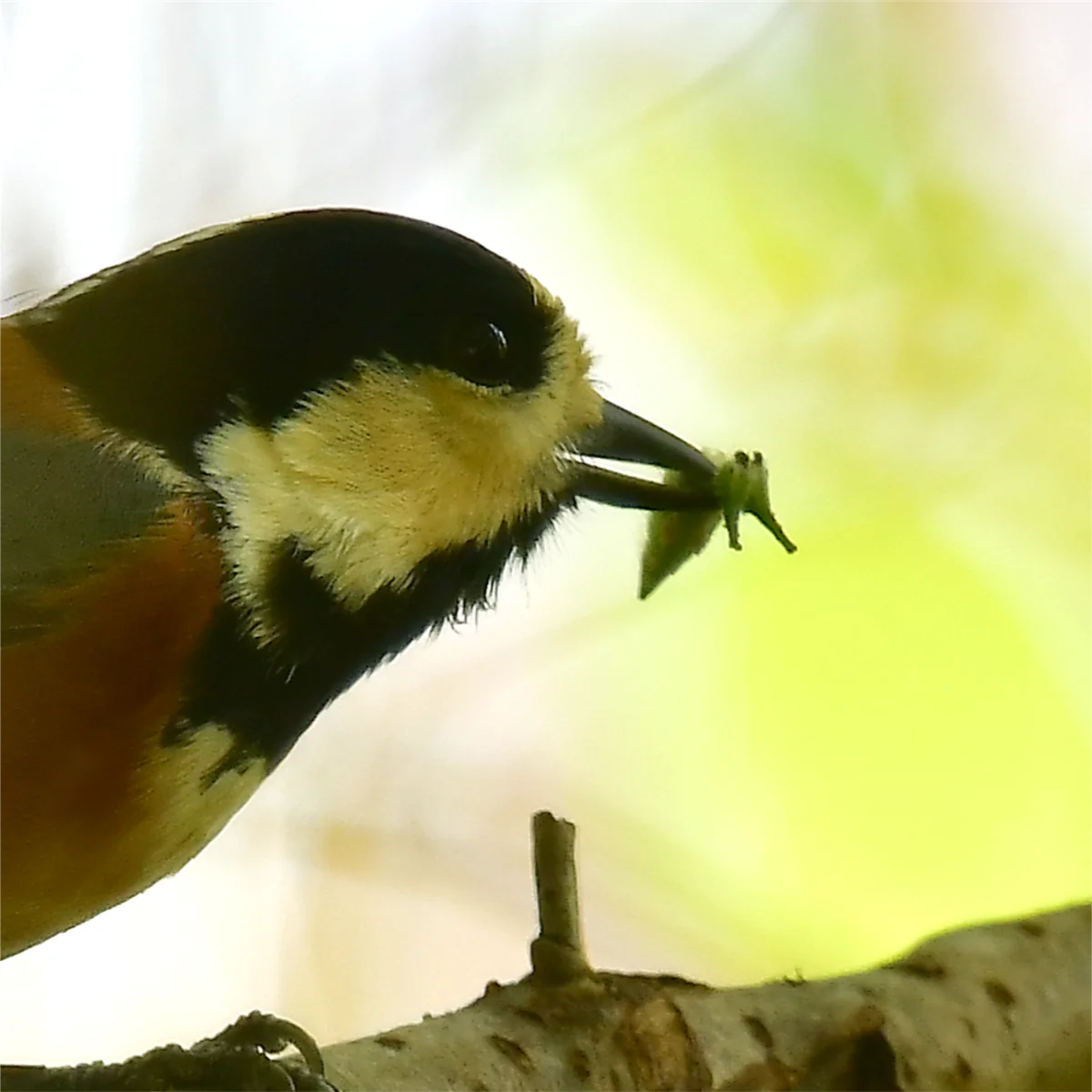 幼虫をくわえるヤマガラ