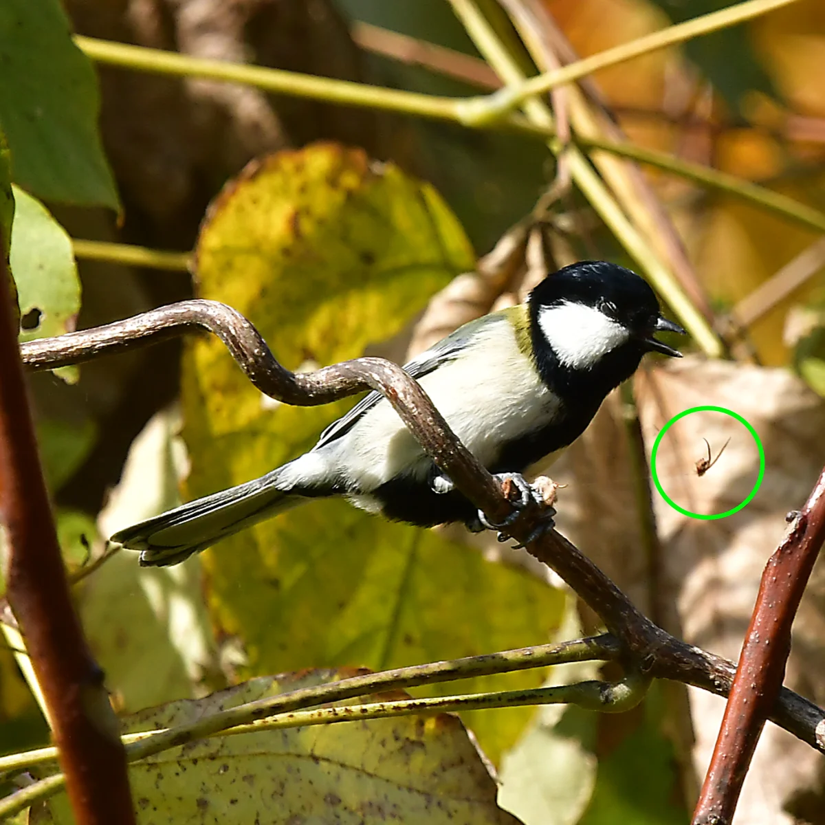 蛾をとらえたシジュウカラ