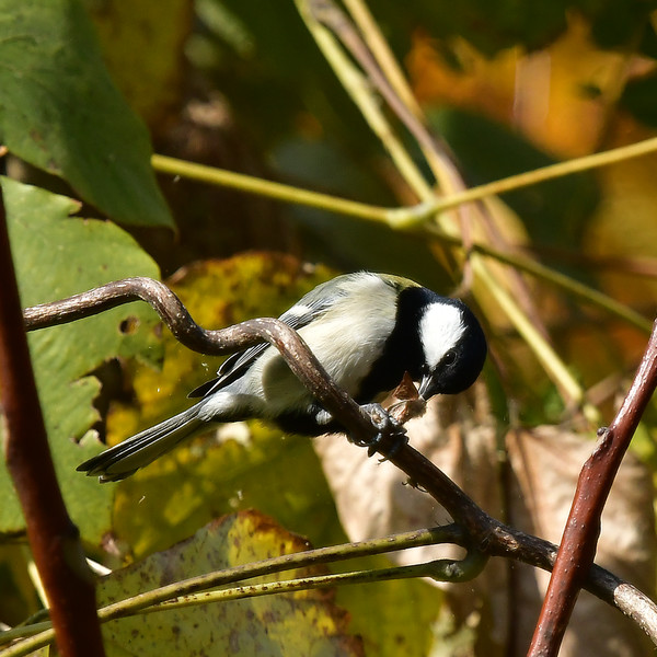 蛾をとらえたシジュウカラ