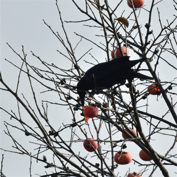 ハシボソガラス