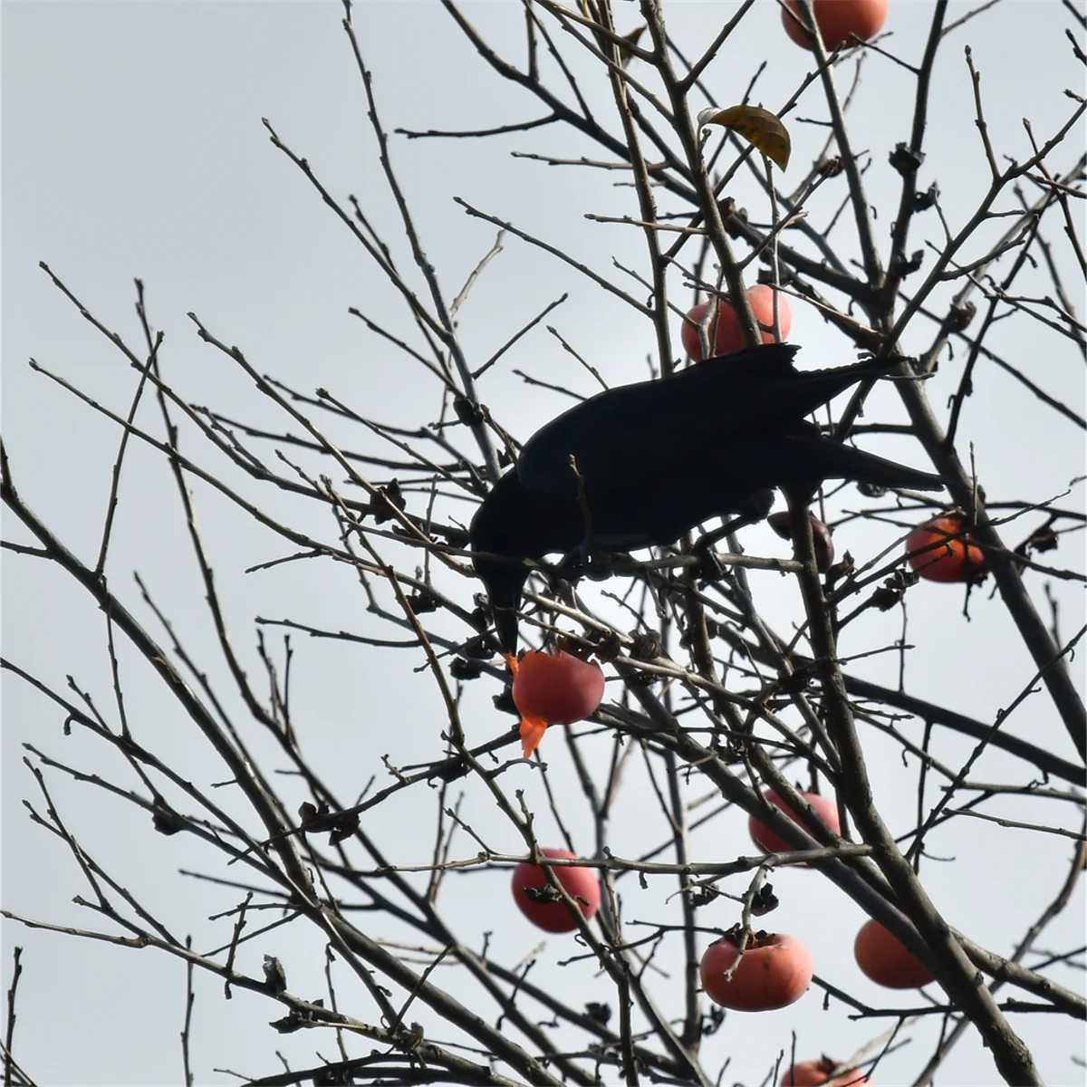 ハシボソガラス