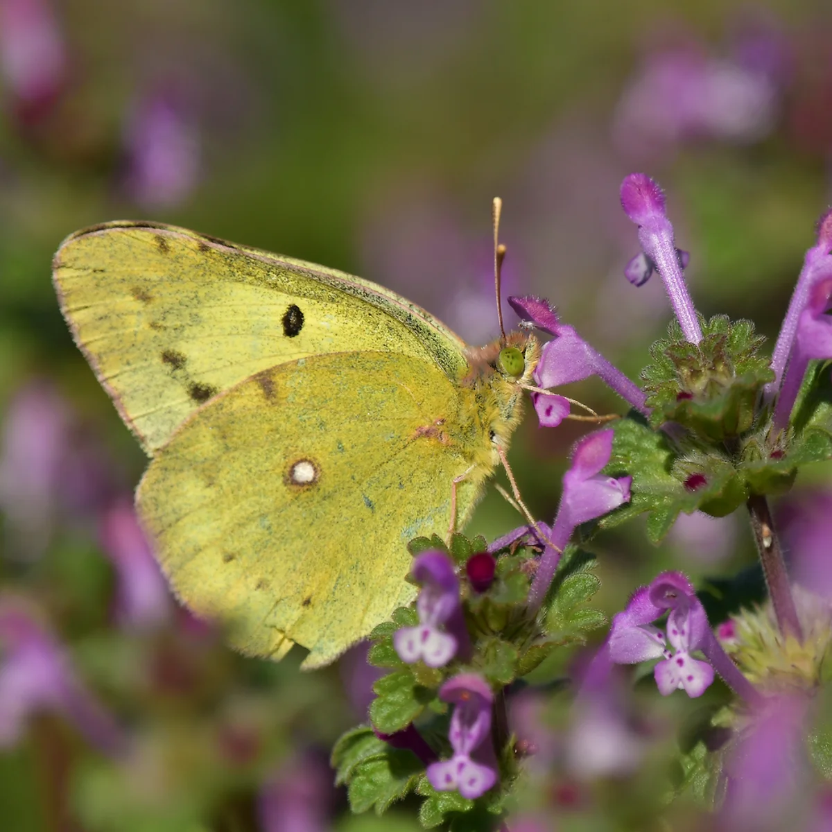 ホトケノザで吸蜜するモンキチョウ