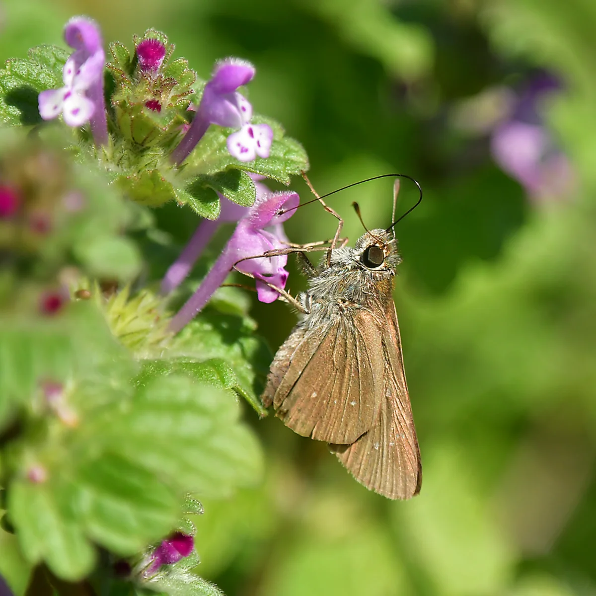 ホトケノザで吸蜜するチャバネセセリ