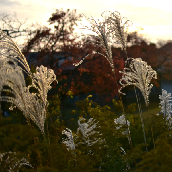 夕暮れの畦道風景