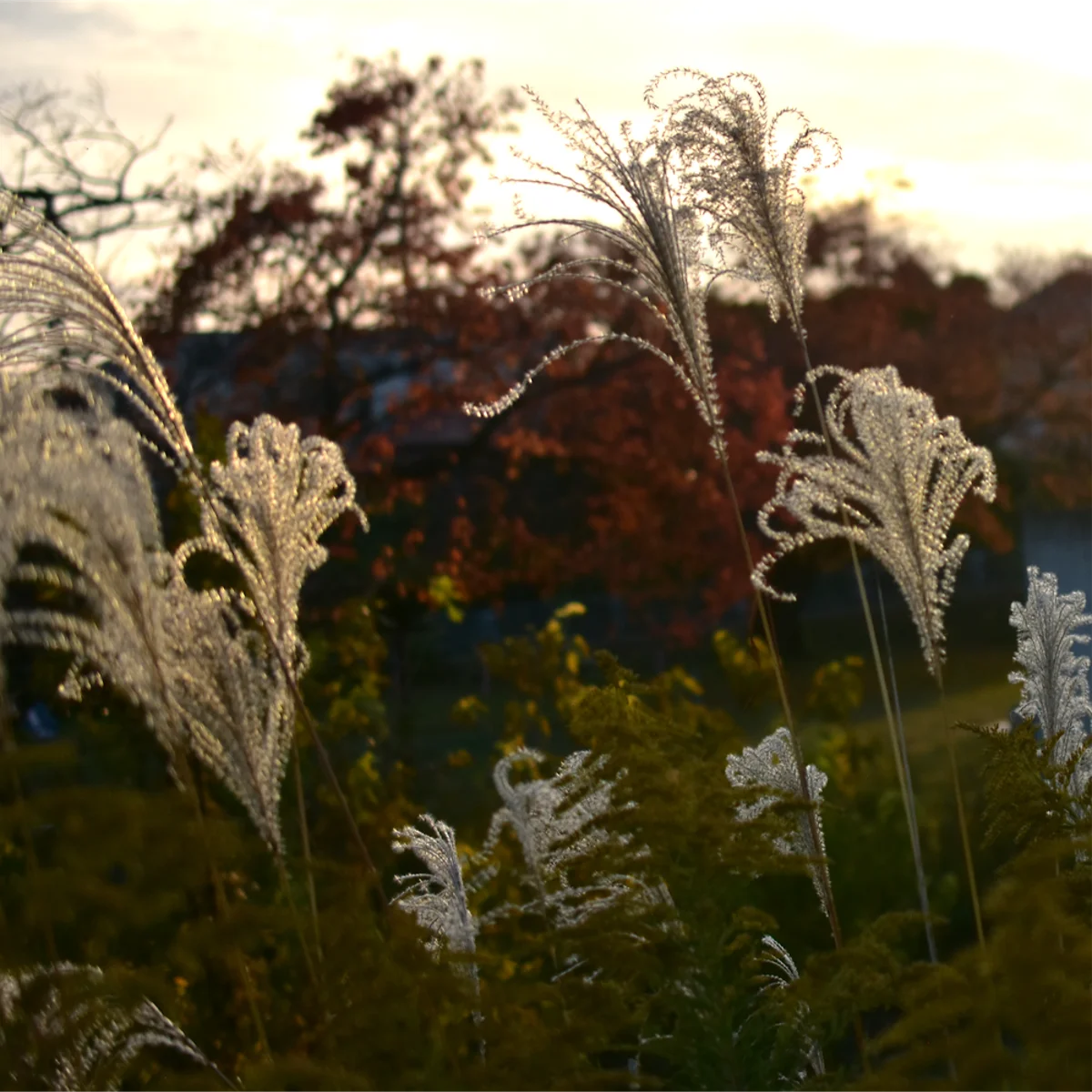 夕暮れの畦道風景