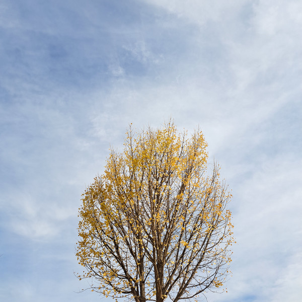 落葉進むイチョウの木