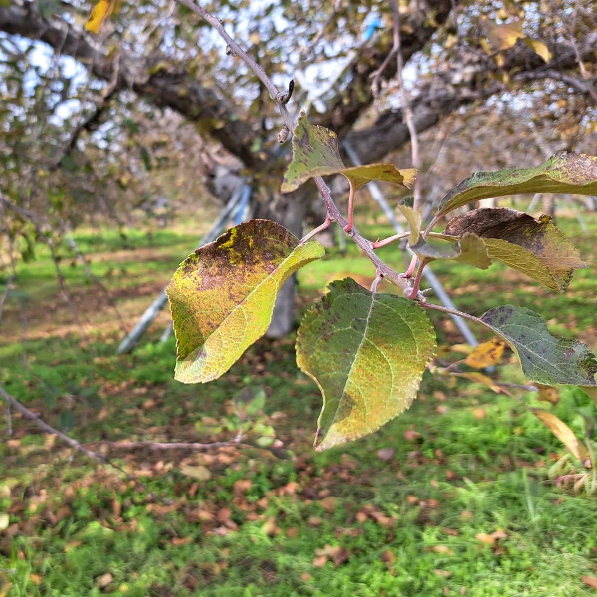 葉だけになったリンゴの木