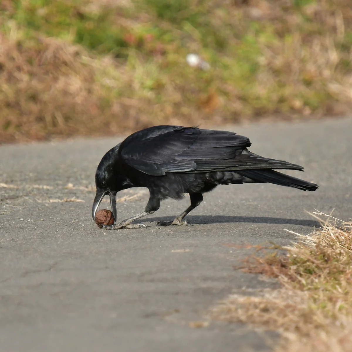 クルミをくわえるハシボソガラス