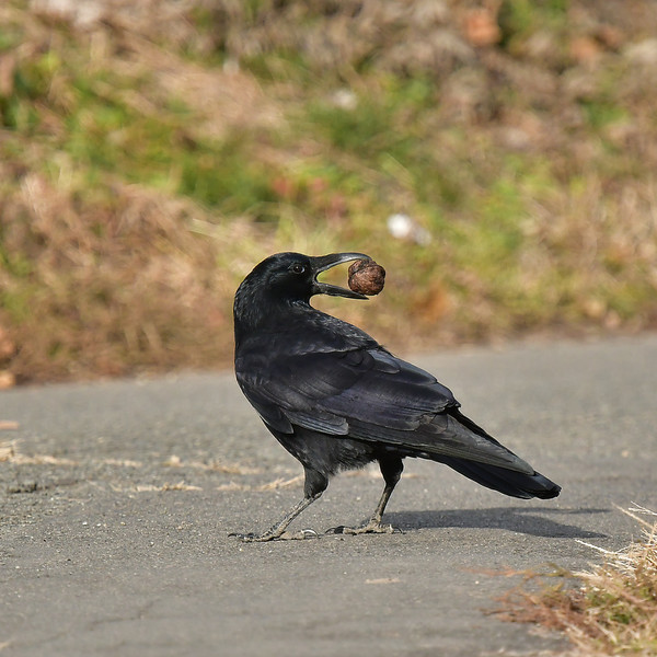 クルミをくわえるハシボソガラス