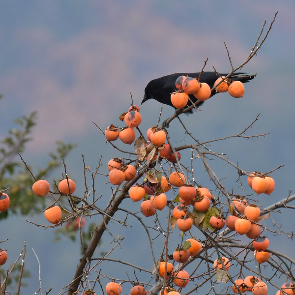 ハシボソガラス