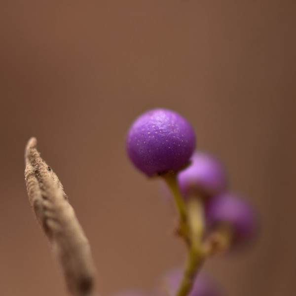 ムラサキシキブ