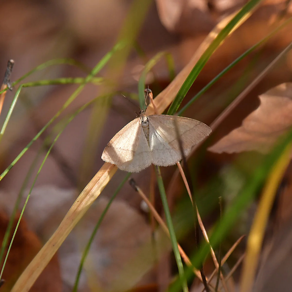 クロスジフユエダシャク