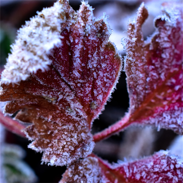 �C�`�S�̑�