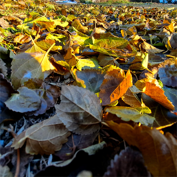 �N���̗��t