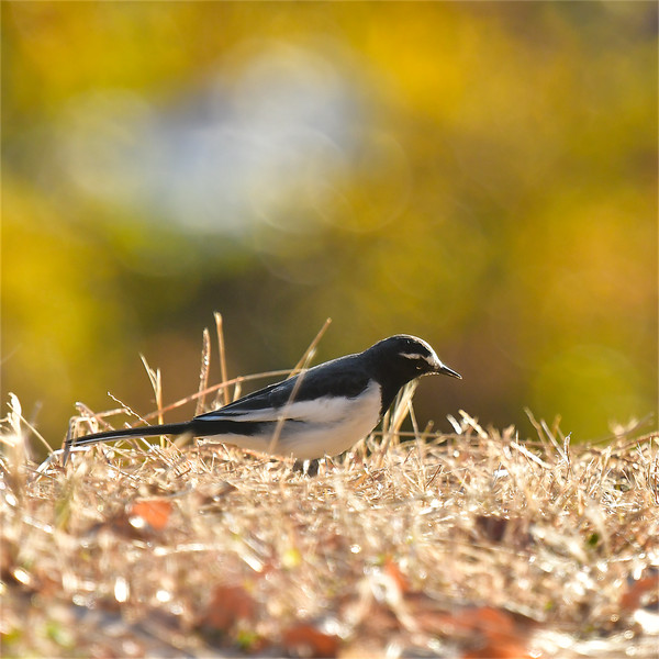 �Z�O���Z�L���C