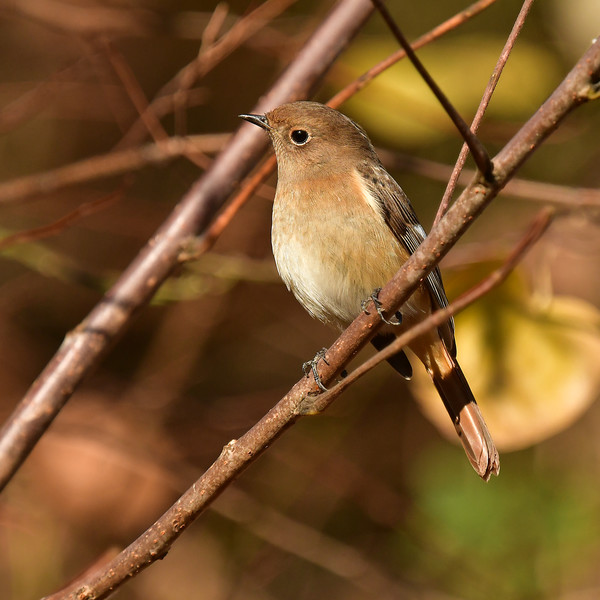 �W���E�r�^�L