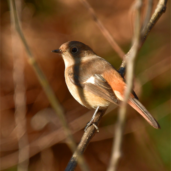 �W���E�r�^�L