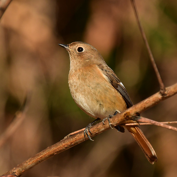 �W���E�r�^�L