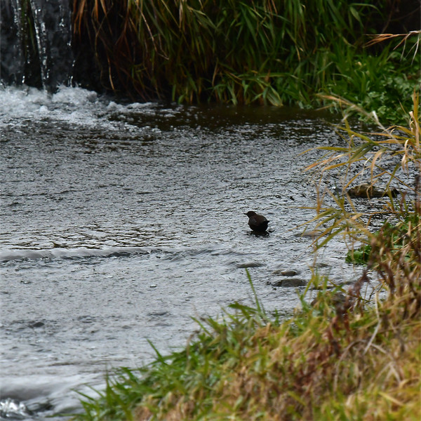 �J���K���X