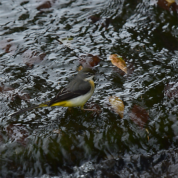 �L�Z�L���C