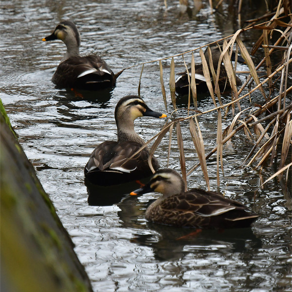 �J���K��