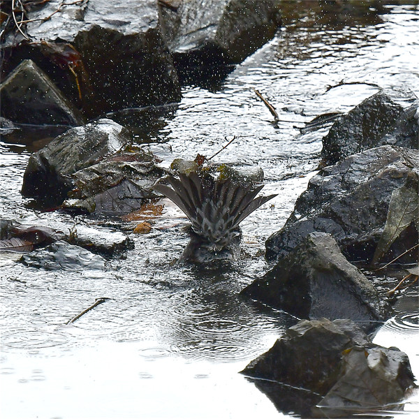 �q���h��