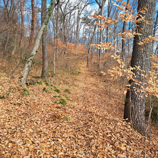 いつもの近所の森