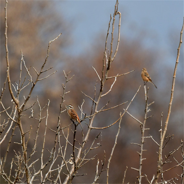 ホオジロとベニマシコ