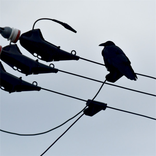 ハシボソガラス