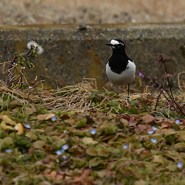 セグロセキレイ