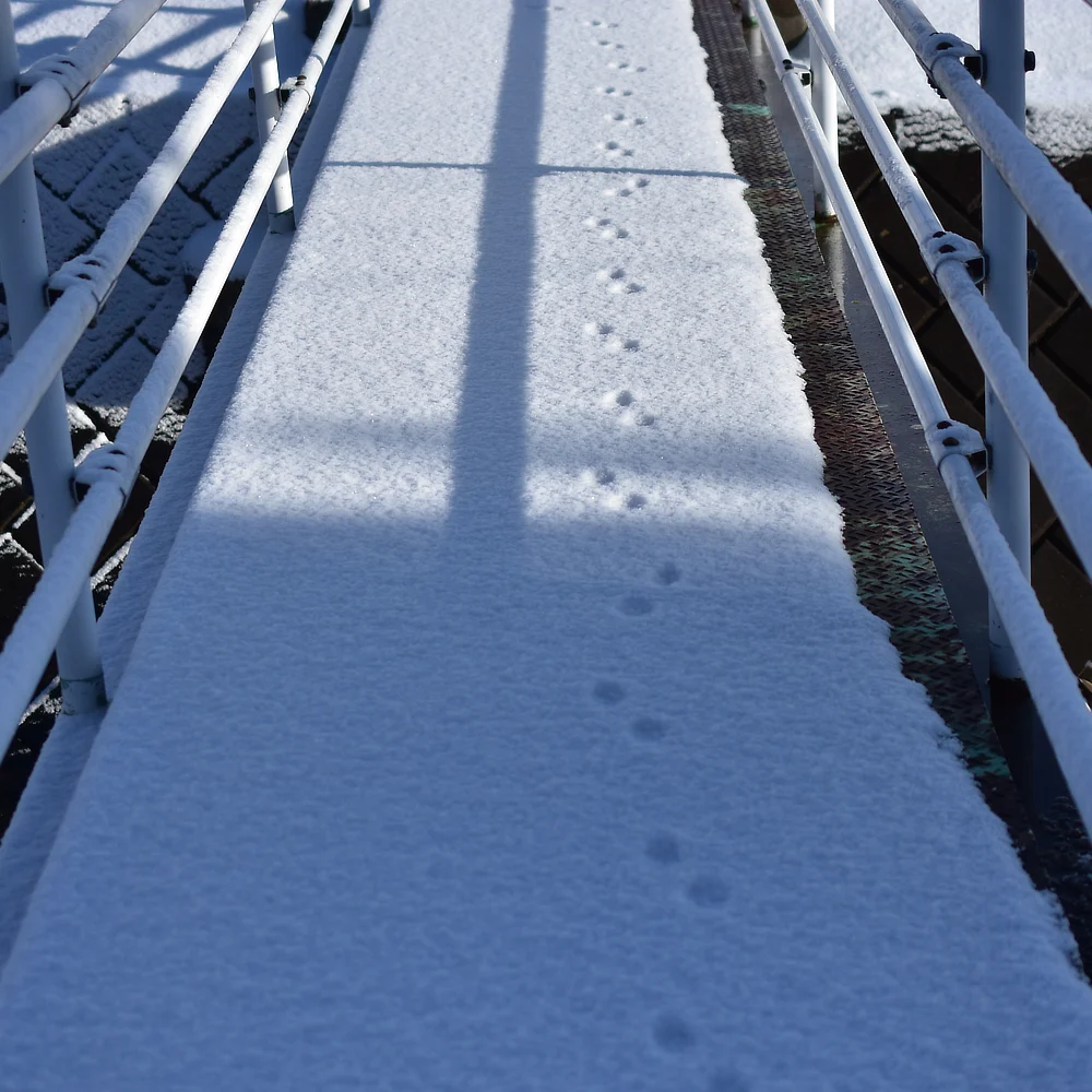 用水に掛かる橋