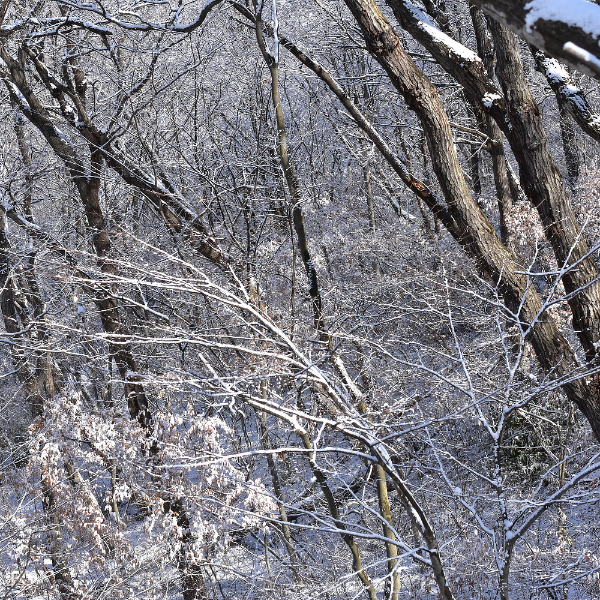 雪の雑木林