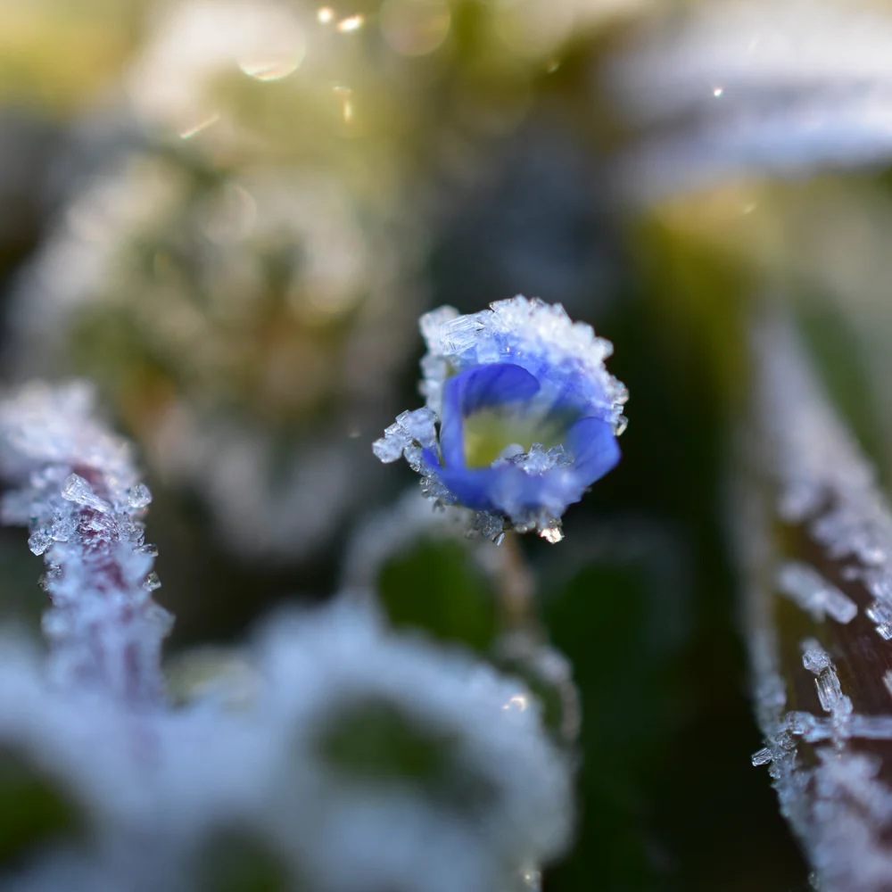オオイヌノフグリ