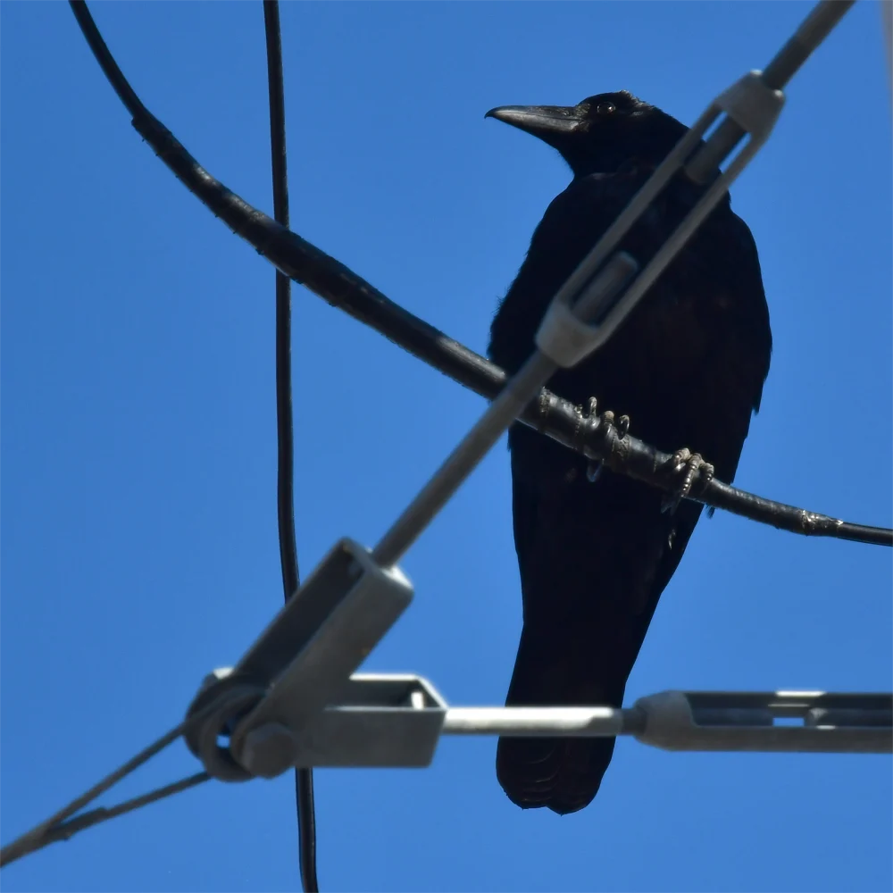 ハシボソガラス