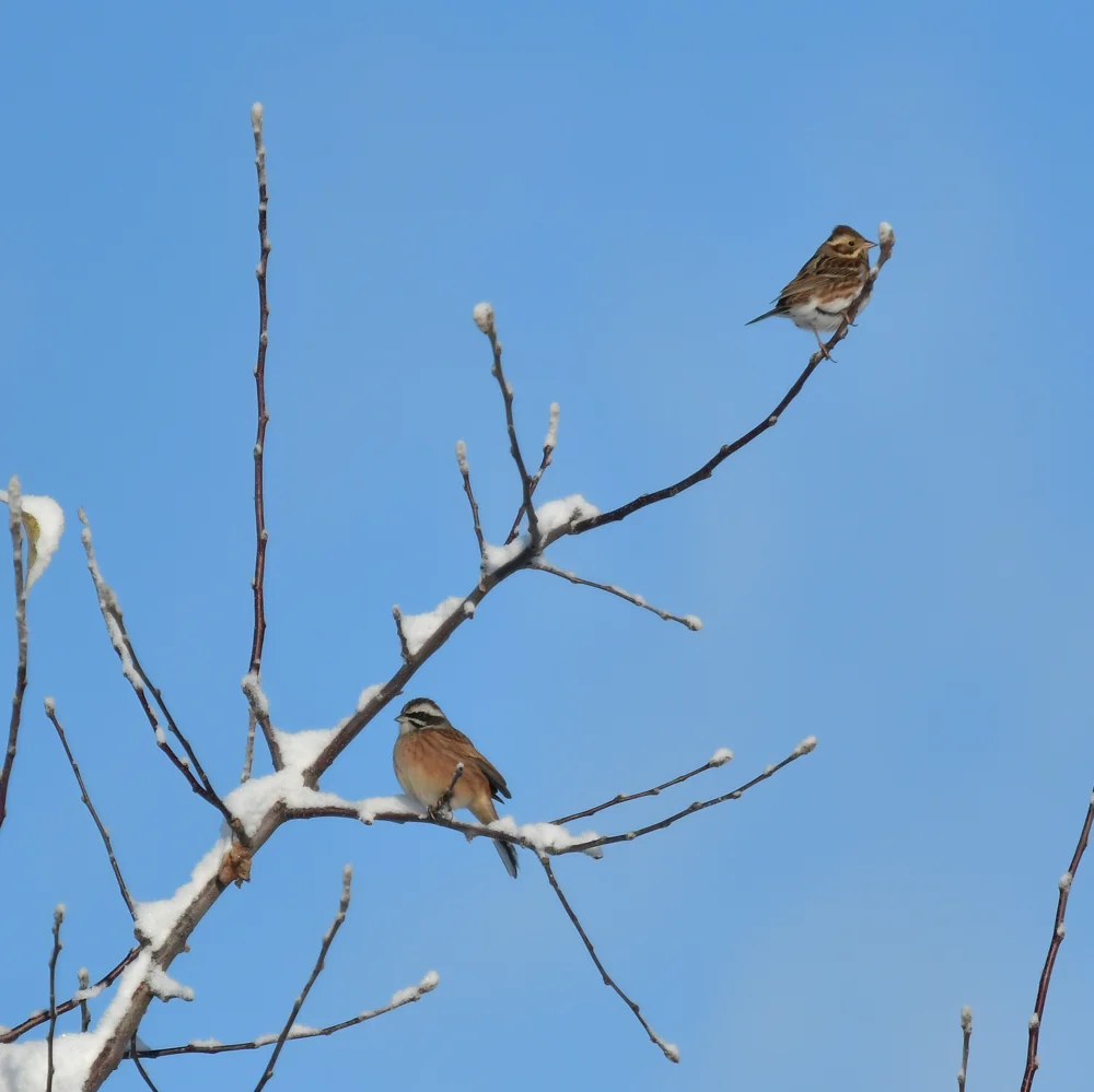 ホオジロとカシラダカ
