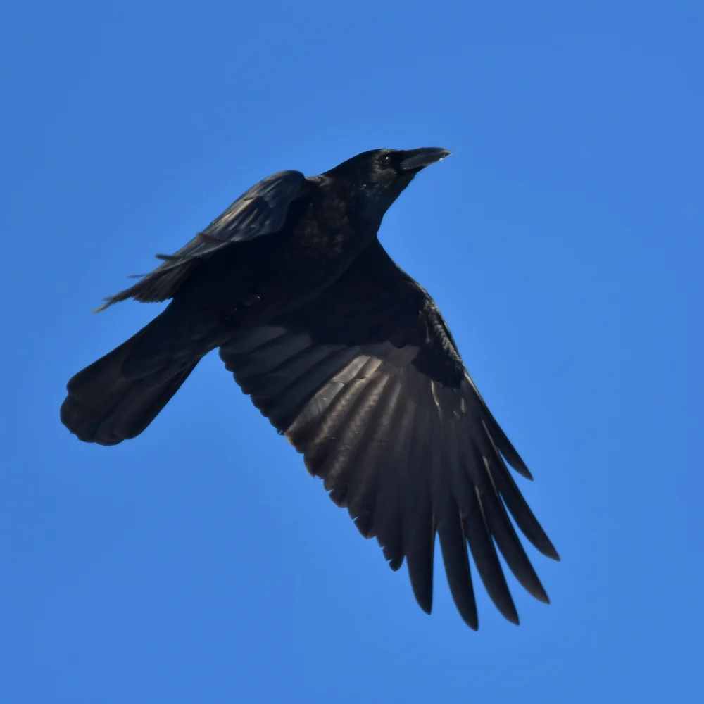 ハシボソガラス