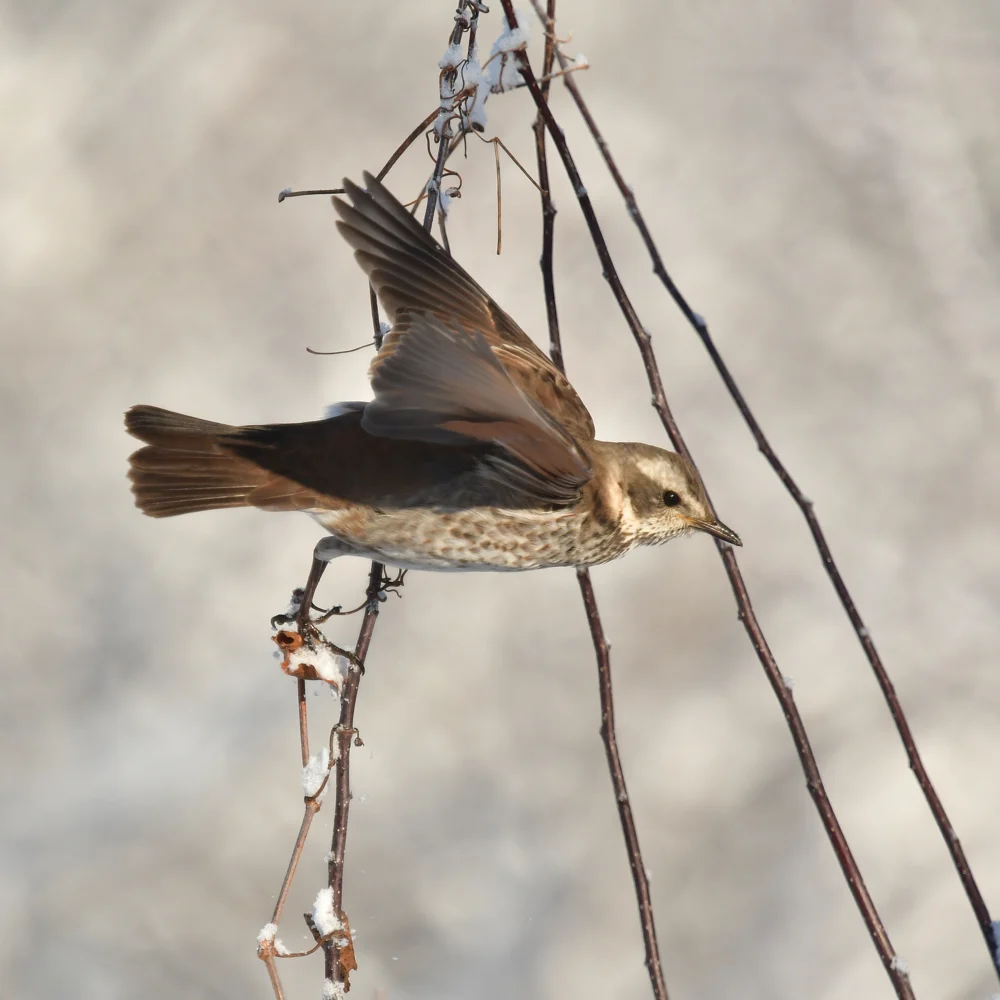 色の薄いツグミ