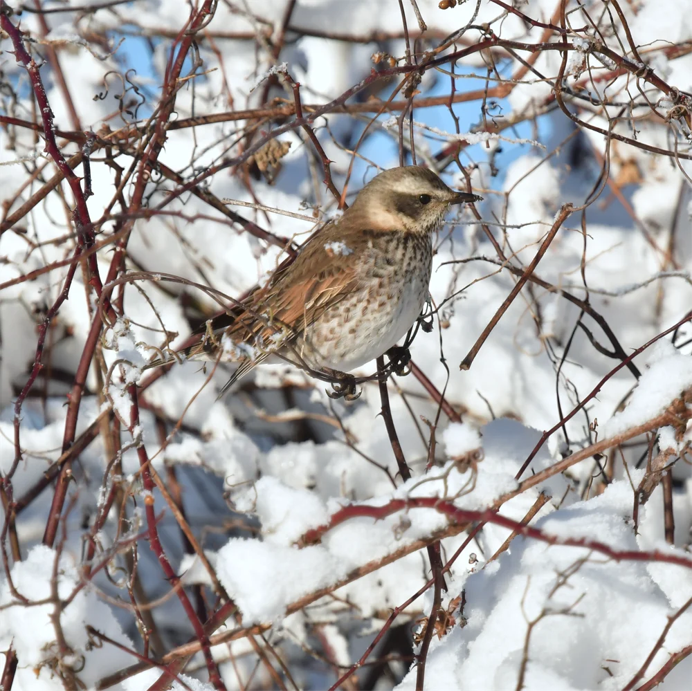 色の薄いツグミ